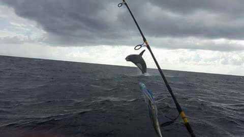 Podría haber orcas en el Caribe