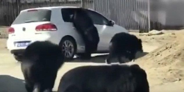 Video: oso ataca camioneta de turistas cuando menor baja la ventana