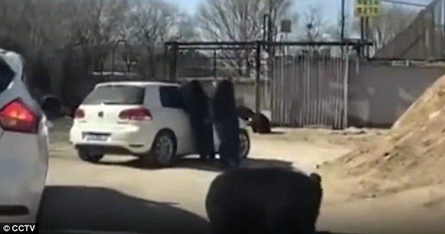 Video: oso ataca camioneta de turistas cuando menor baja la ventana - oso-3