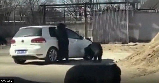 Video: oso ataca camioneta de turistas cuando menor baja la ventana - oso