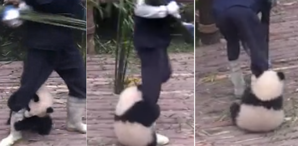 #Viral Bebé panda sujeta pie de empleado de manera insistente