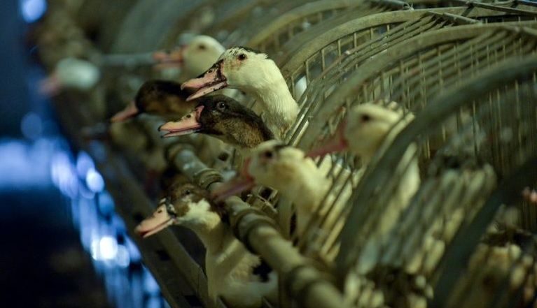 Francia sacrificará 600 mil patos para erradicar gripe aviar