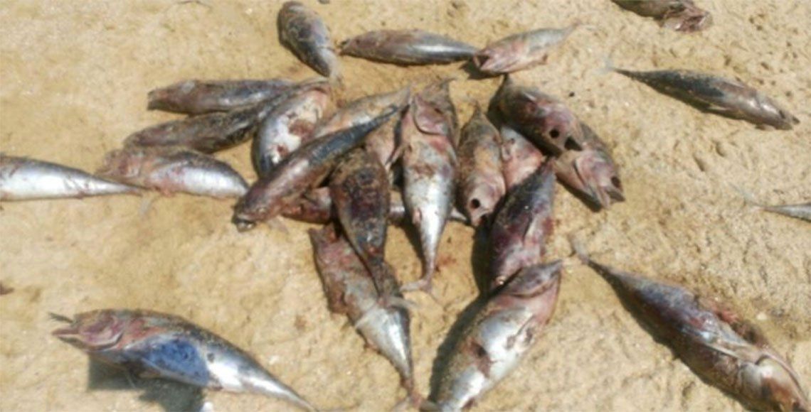 Arrojan más de cinco toneladas de pescado en Huatulco - peces1