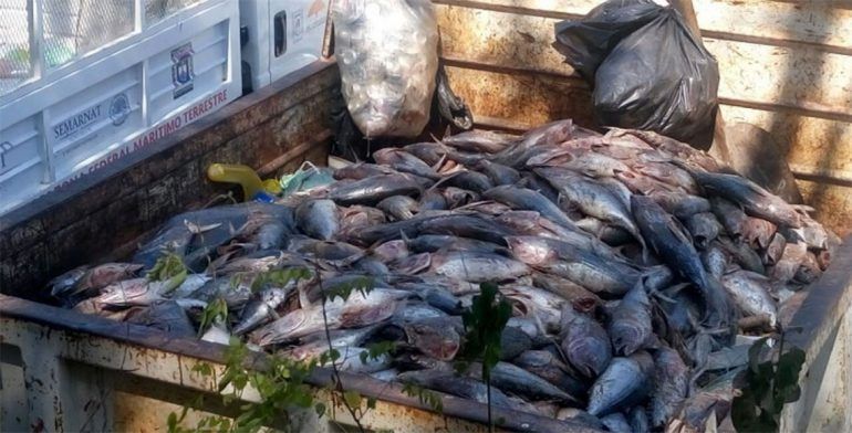 Arrojan más de cinco toneladas de pescado en Huatulco