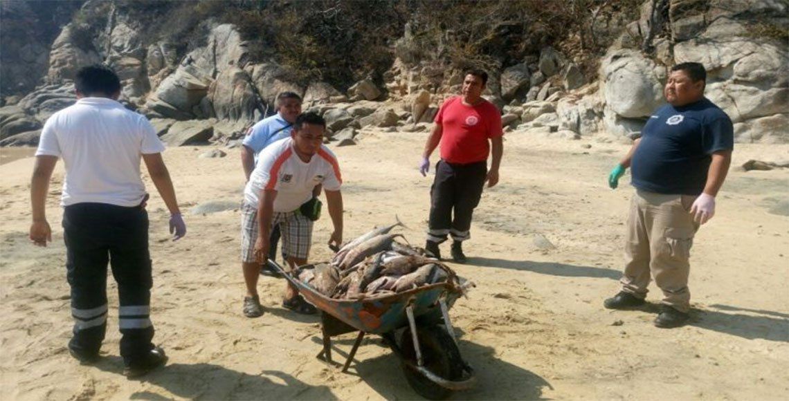 Arrojan más de cinco toneladas de pescado en Huatulco - peces3