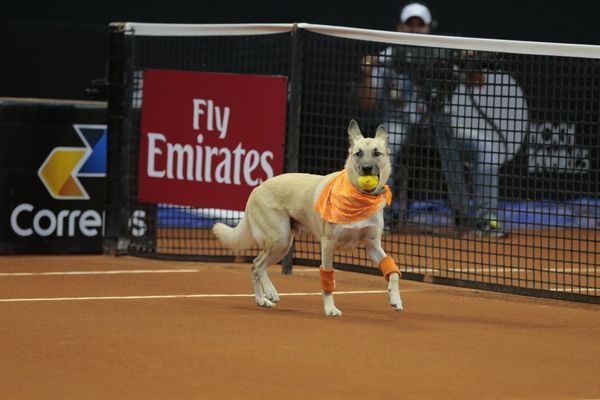 Video: perros fungen como recogepelotas en torneo de tenis