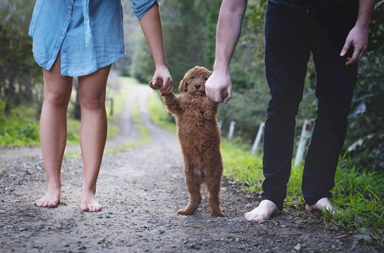 Jóvenes mayores de 20 años no quieren relaciones estables y adoptan mascotas
