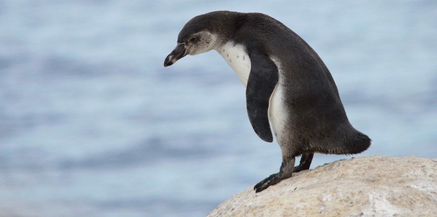 Roban pingüino de zoológico en Alemania