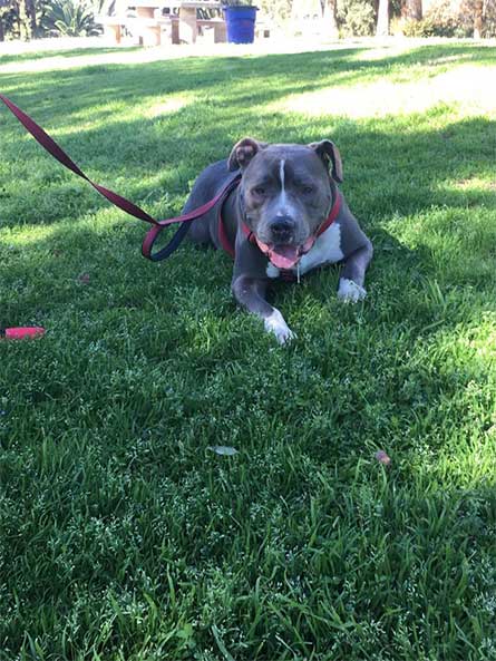 #Viral Pitbull llora al ser abandonado en refugio - pitbull-7