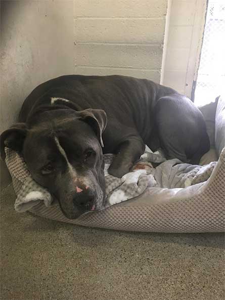 #Viral Pitbull llora al ser abandonado en refugio - pitbull-8