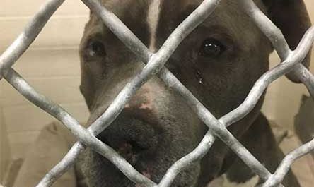 #Viral Pitbull llora al ser abandonado en refugio