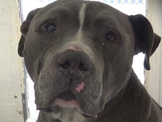 #Viral Pitbull llora al ser abandonado en refugio - pitbull