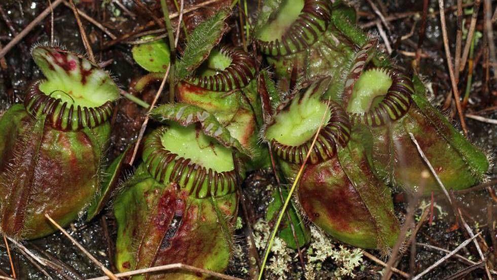 ¿Cómo adquirieron el gusto por la carne las plantas carnívoras? - planta-carnivora