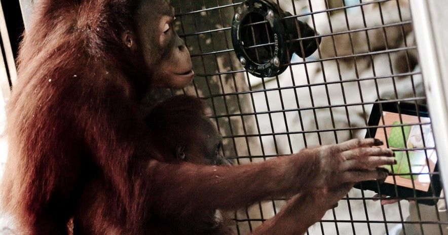 Primates podrán encontrar pareja a través de programa parecido a Tinder