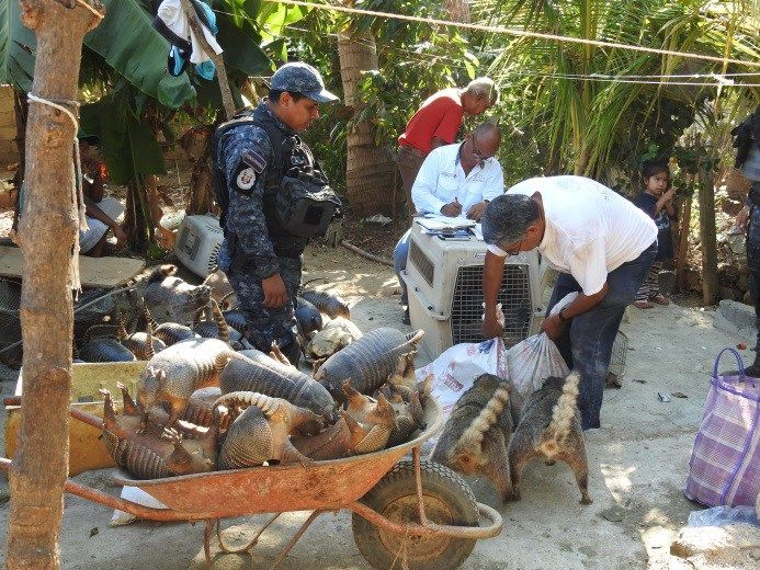 Detienen a dos sujetos que transportaban un cocodrilo vivo - profepa-asegura-180-ejemplares-de-vida-silvestre-en-acapulco-profepa
