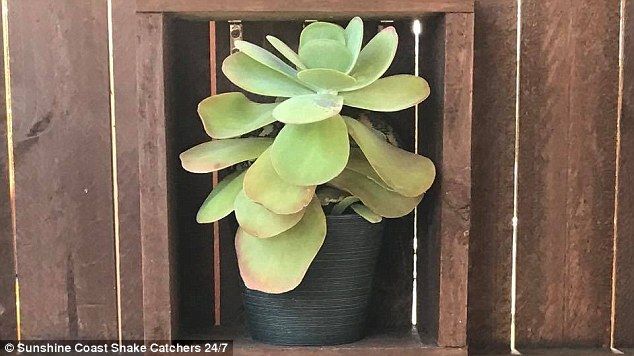 Encuentra a la serpiente en la maceta - serpiente