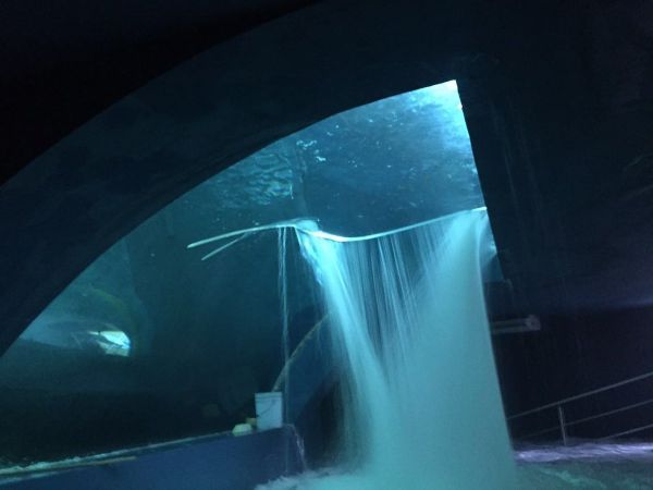Acuario de Mazatlán sufre fuga de agua en tiburonario - tiburonario