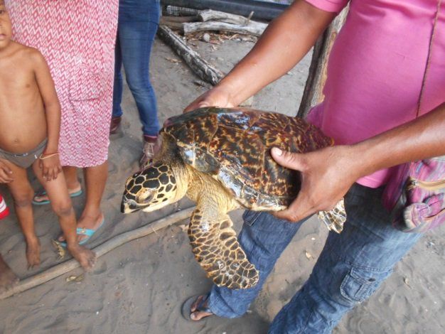 Profepa reintegra a tres cocodrilos y una tortuga carey a su hábitat en Chiapas - tortuga-carey-profepa-2