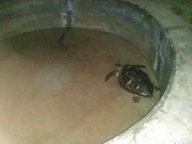 Profepa reintegra a tres cocodrilos y una tortuga carey a su hábitat en Chiapas - tortuga-carey-profepa