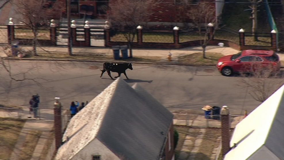 Vaca escapa de rastro y corre por Nueva York - vACA-3