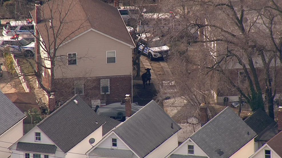 Vaca escapa de rastro y corre por Nueva York - vaca-I