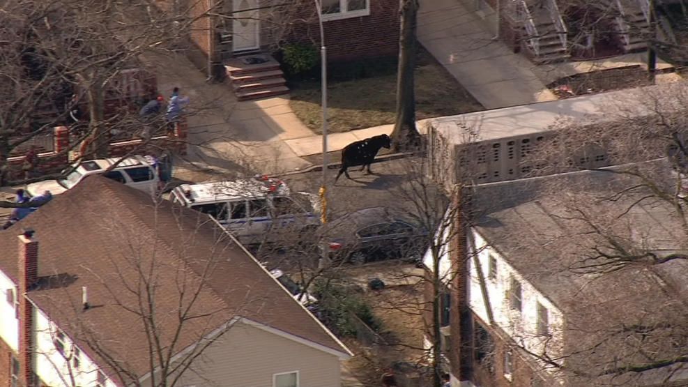 Vaca escapa de rastro y corre por Nueva York - vaca-Ii