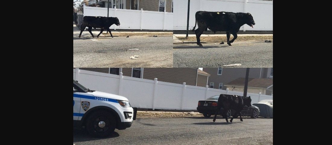Vaca escapa de rastro y corre por Nueva York