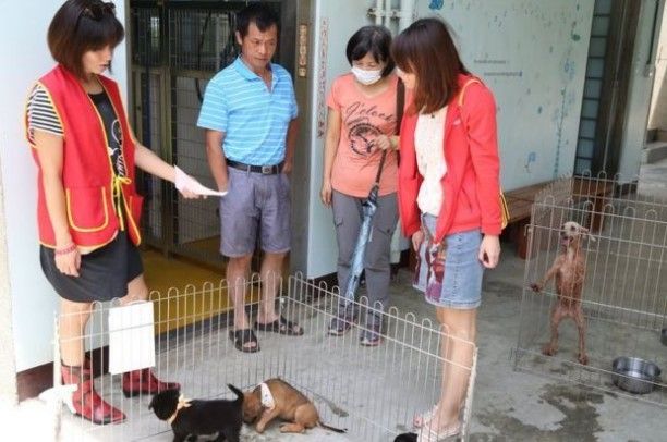 Veterinaria se suicida con fármaco con que mató a perros - veterinaria-I