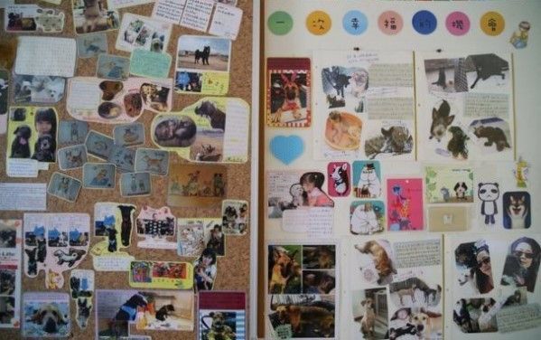 Veterinaria se suicida con fármaco con que mató a perros - veterinaria-II