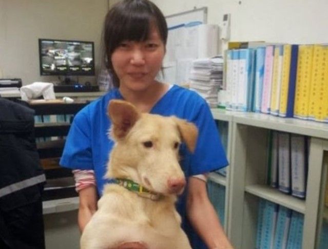 Veterinaria se suicida con fármaco con que mató a perros - veterinaria-III