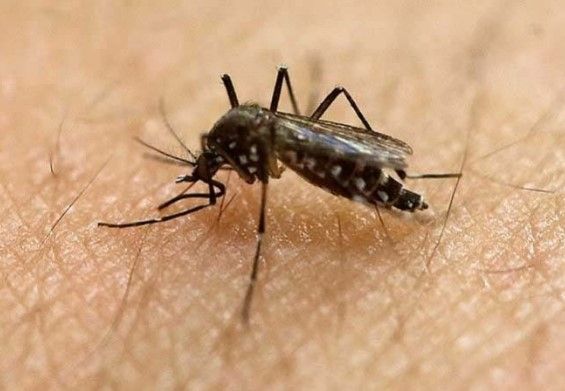 Virus del zika afectó principalmente a embarazadas - zika