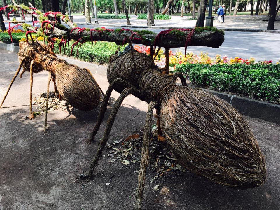 Llegan hormigas gigantes a Paseo de la Reforma - 17353234_10212430539702414_8797791891848129445_n