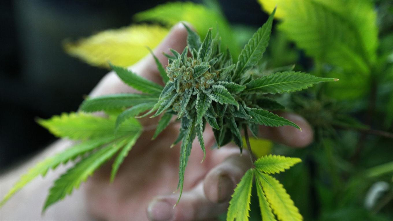 Argentina aprueba uso medicinal del cannabis Argentina aprueba uso medicinal del cannabis