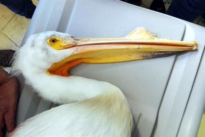 Matan de un balazo a pelícano en Jalisco