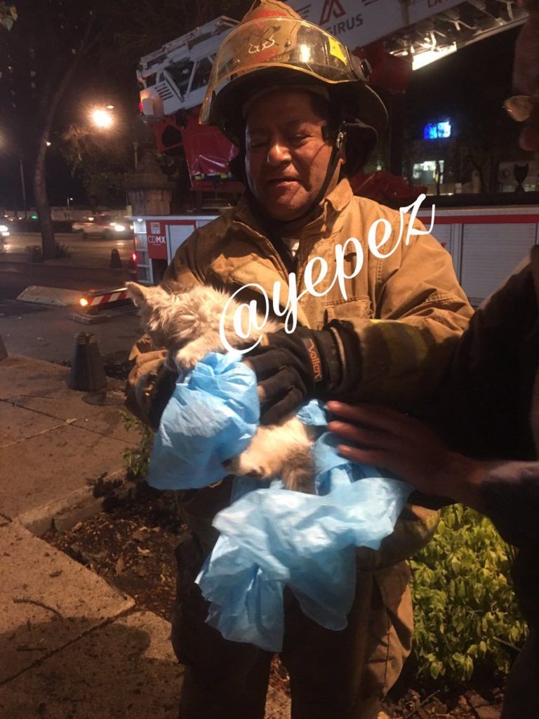 Bomberos rescatan a gatito en Reforma - C6h23q5U0AABIxt-768x1024
