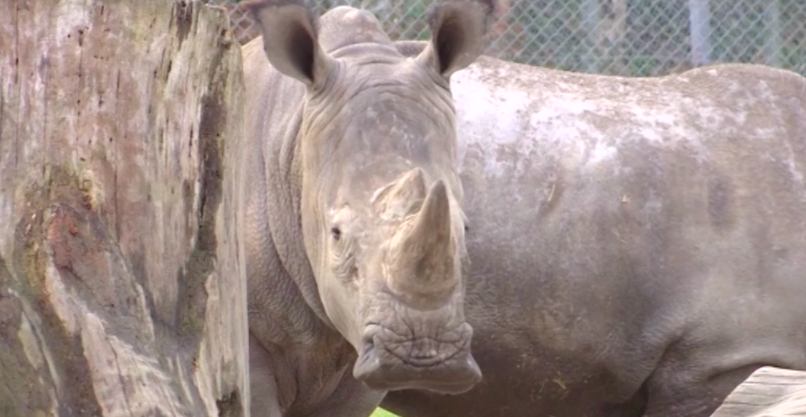 Cazadores entran a zoológico y matan a rinoceronte