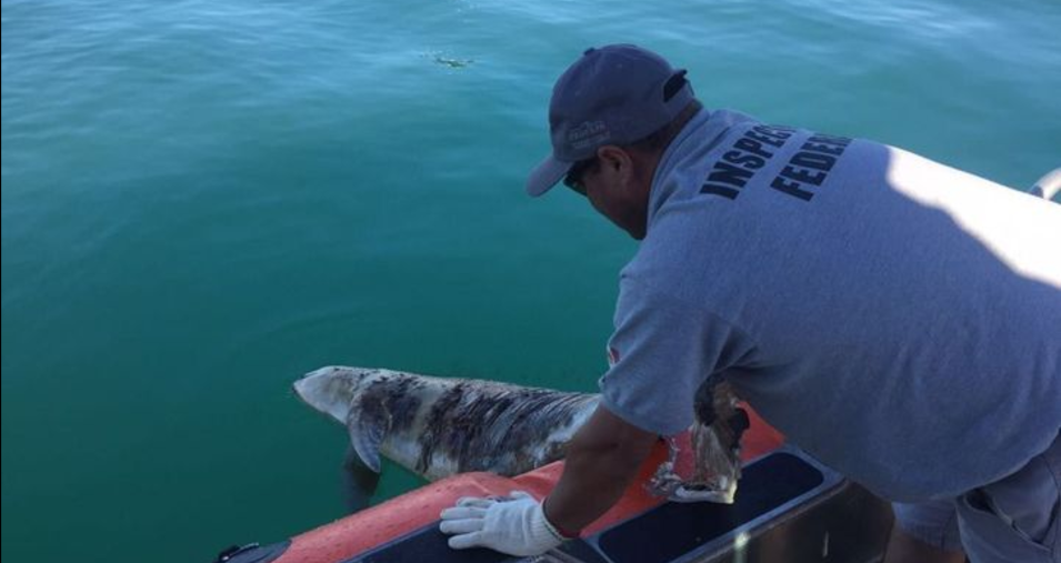Encuentran a vaquita marina muerta en Baja California