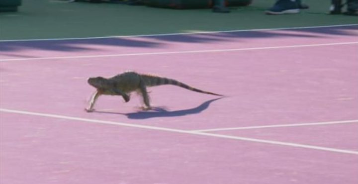 #Viral iguana interrumpe partido de tenis en el Miami Open