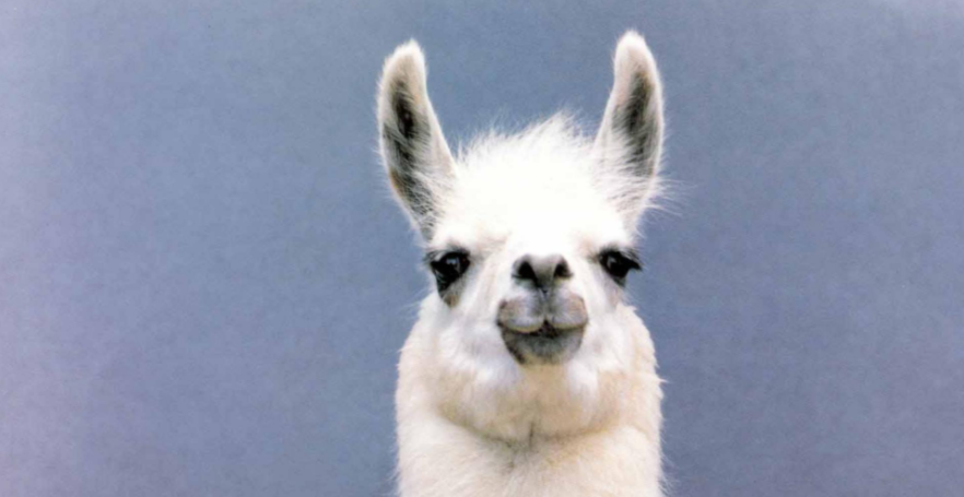 Llama dio a luz a una cría en pleno centro de Bogotá