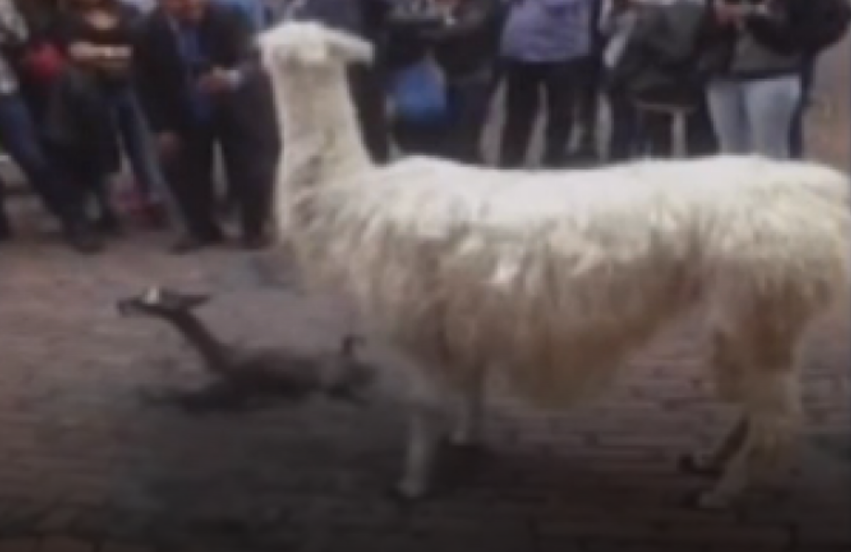 Llama dio a luz a una cría en pleno centro de Bogotá - Captura-de-pantalla-2017-03-24-a-las-13.39.00