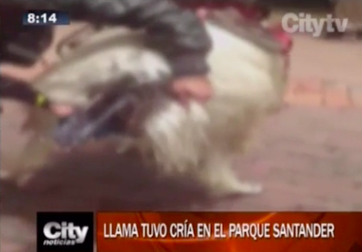 Llama dio a luz a una cría en pleno centro de Bogotá - Captura-de-pantalla-2017-03-24-a-las-13.39.17