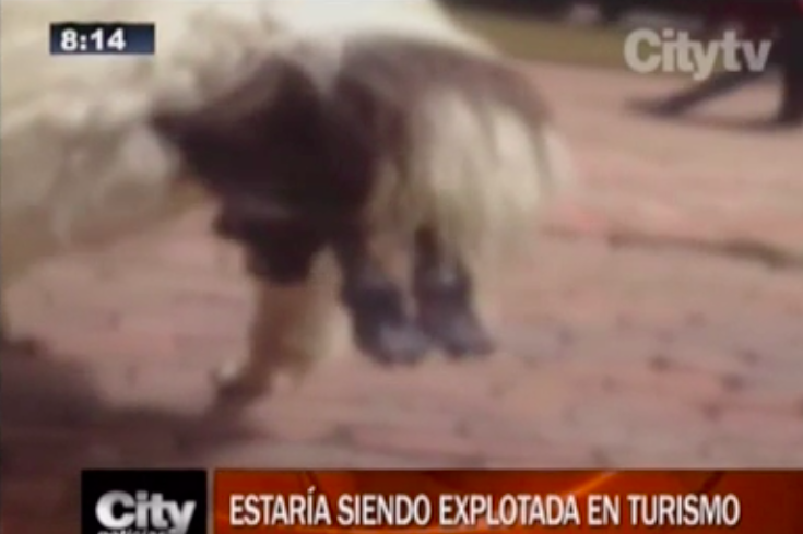 Llama dio a luz a una cría en pleno centro de Bogotá - Captura-de-pantalla-2017-03-24-a-las-13.40.13