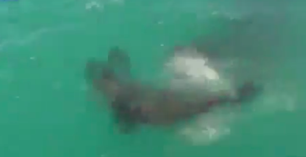 #Video Tiburón blanco devora foca frente a pescadores