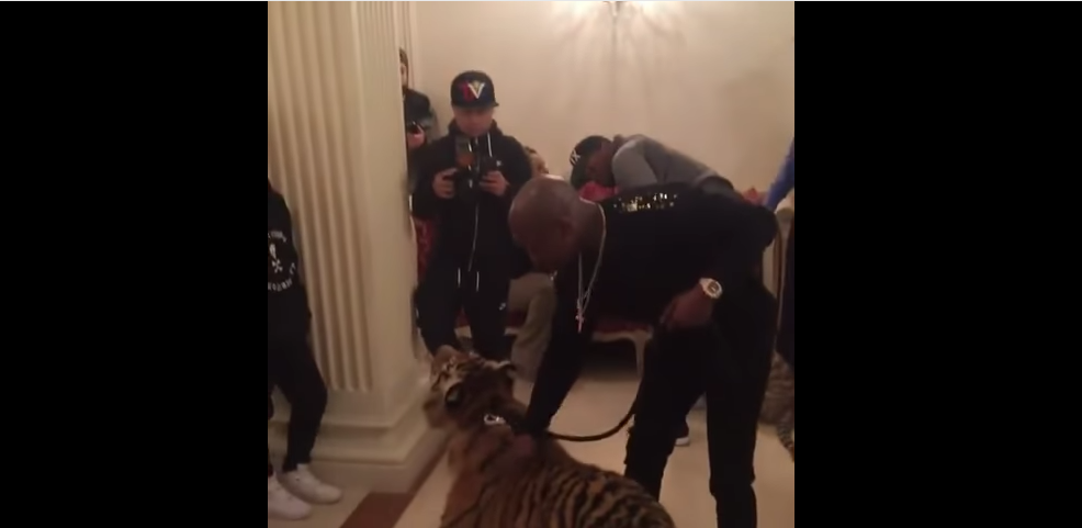 #VIDEO Floyd Mayweather Jr. se pasea por hotel de Rusia con dos tigres