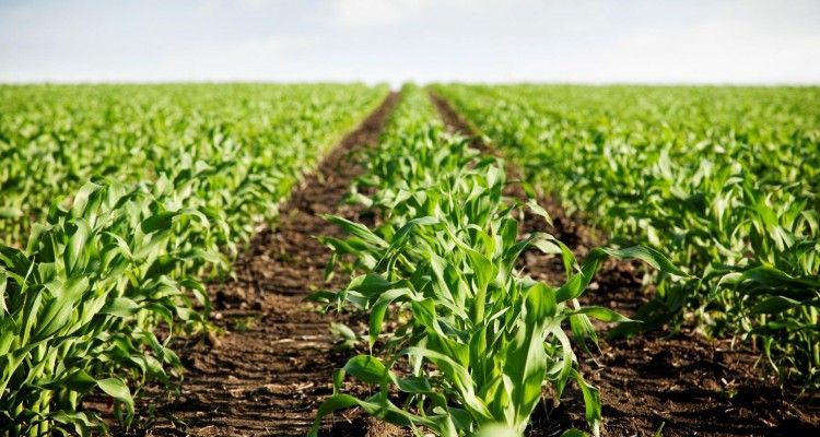 Empresas agrícolas y pecuarias invertirán mil 500 mdd en el campo