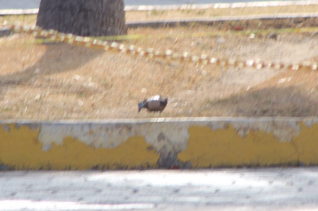 Balean y lanzan granada contra policía municipal en Cancún - WhatsApp-Image-2017-03-14-at-8.03.59-PM-1024x682