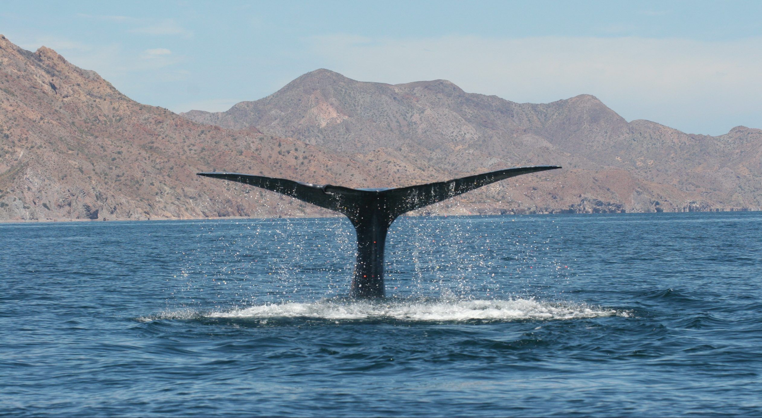 Se duplica número de avistamientos de ballena azul en Golfo de California