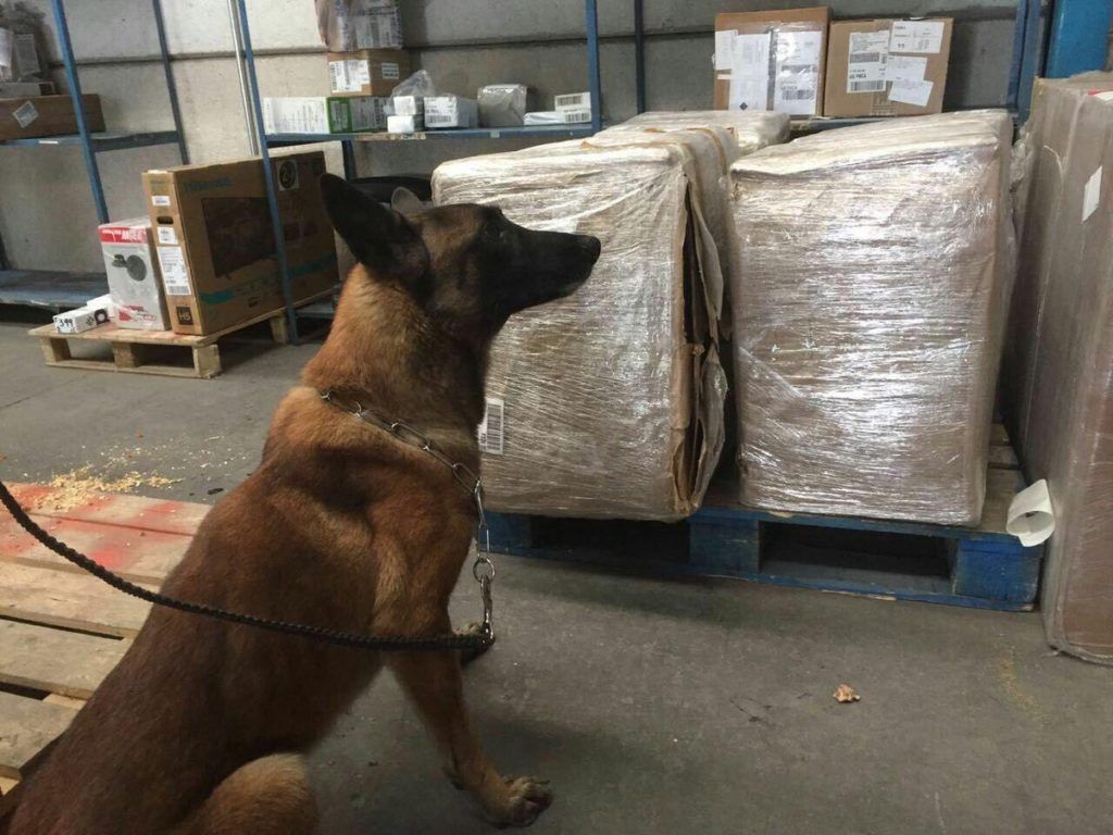 Encuentran mariguana escondida en mole poblano - binomio-canino-1024x768