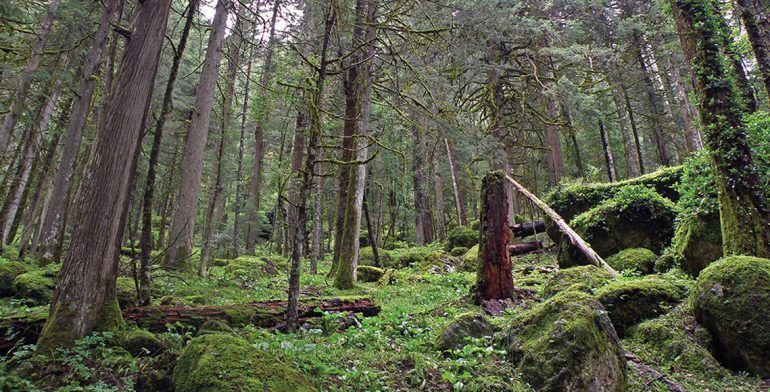 México en el top 10 de países con mayor reforestación: Inegi