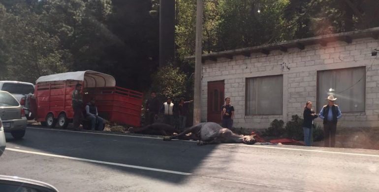 Carambola en la carretera México-Toluca - caballo-muerto-edomex